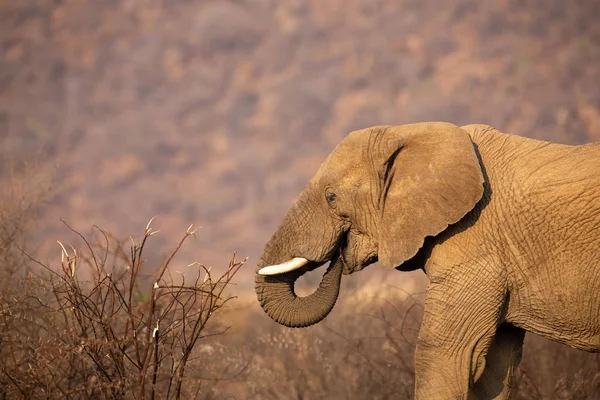 Primer plano de un elefante comiendo corteza de un arbusto seco de espina — Foto de Stock