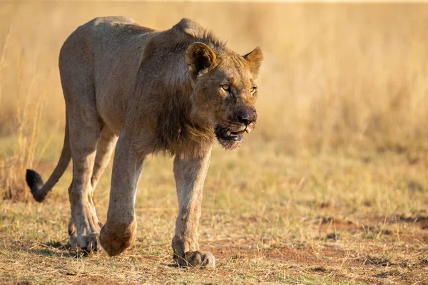 Osamělý lvice procházející suchou hnědou travnatou honu za jídlem — Stock fotografie