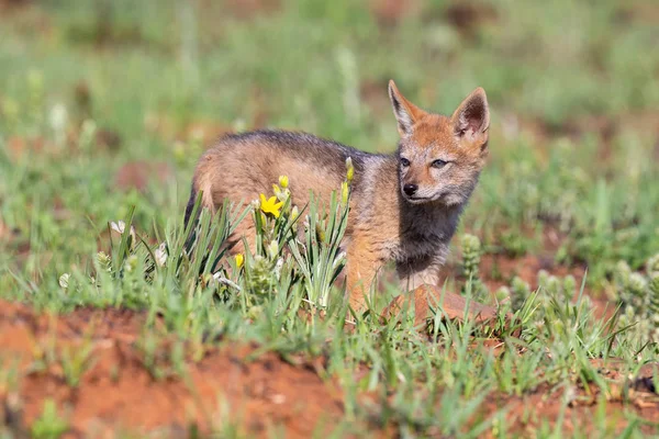 Lone svart backas Jackal pup stående i kort grönt gräs till ex — Stockfoto