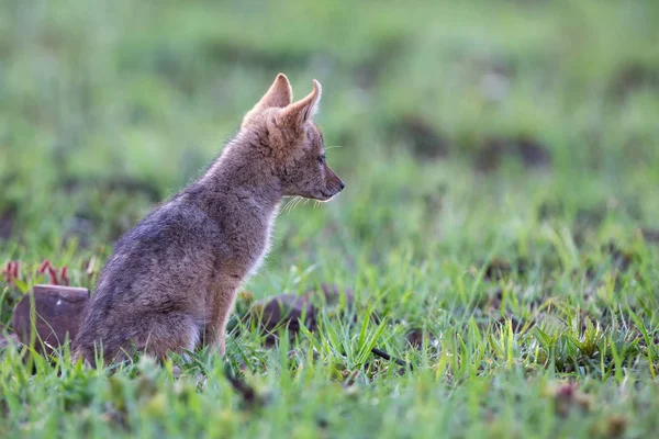 Solitario negro respaldado cachorro chacal sentado en corto verde hierba explor — Foto de Stock