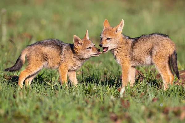 Deux Black Backed Jackal chiots jouent dans l'herbe verte courte à dev — Photo