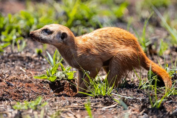 Meerkat digging in the soil to hunt worms for eating in sunlight — Stock Photo, Image