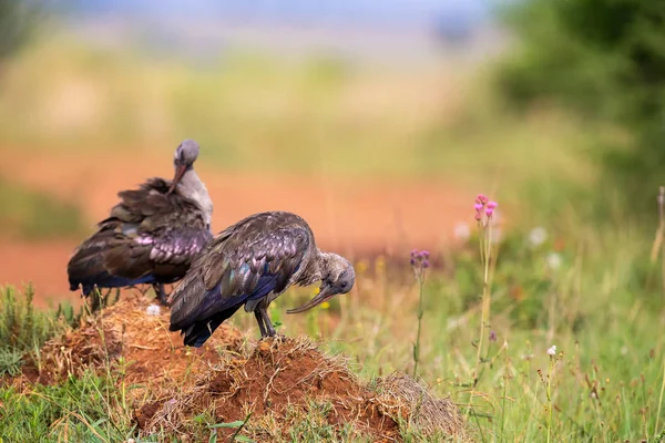 Due Hadeda Ibises seduti su un formicaio che si preparano in m — Foto Stock