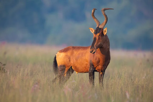 Lone Red hartebeest staande op een savanne van gras wordt alert — Stockfoto