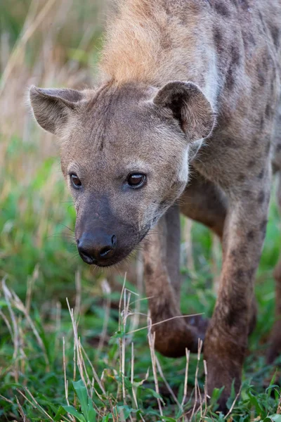 Lone Hyena retrato andando ao longo da grama à procura de presas — Fotografia de Stock