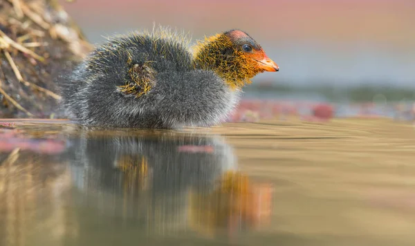Одна червоношкіра пташеня плаває на водоймі — стокове фото