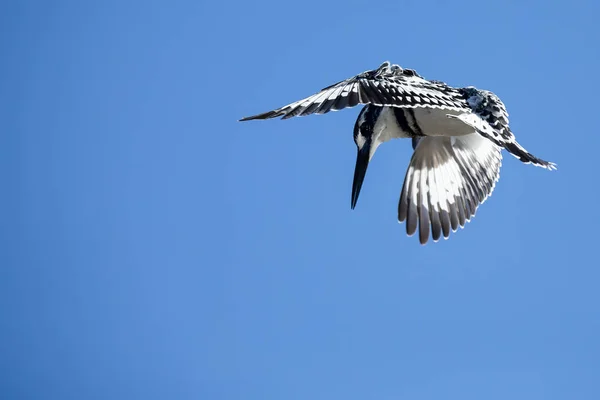 Single Pied Kingfisher flying against blue sky to hunt for food — Stock Photo, Image
