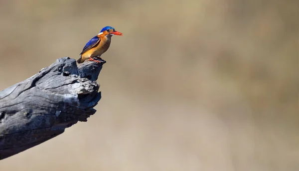 One Malachite Kingfisher sitting on a log in the sun with brown — Stock Photo, Image