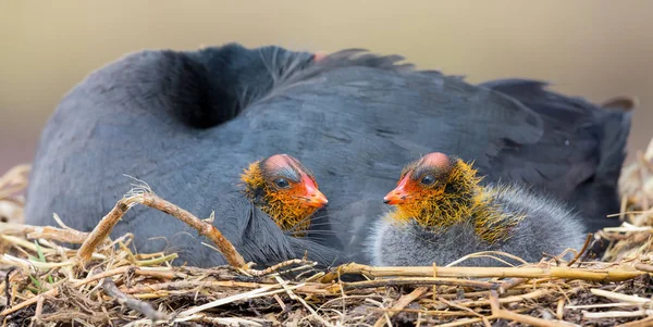 2匹の雛を保護する巣の上に座っている赤いノブクート — ストック写真