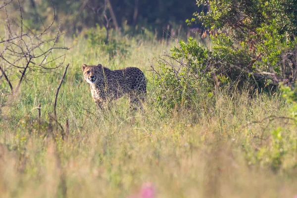 Lone Cheetah stalking sitt byte genom långa gräset i en Veldt — Stockfoto