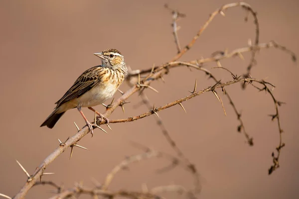 Närbild av en Sabota Lark sitter på torra Thorn gren i örat — Stockfoto