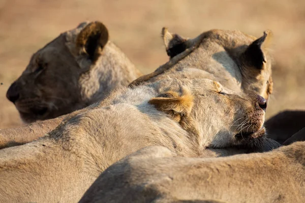 Rozzlobená a hladová lvice na těle mrtvého nosorožce — Stock fotografie
