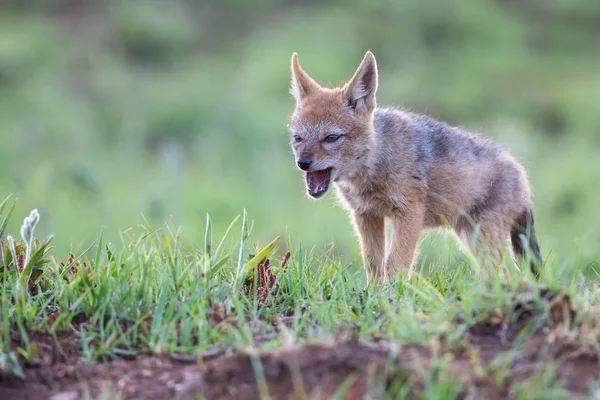 Lone Black wspierane Jackal szczenię stojący w krótkiej zielonej trawie do ex — Zdjęcie stockowe