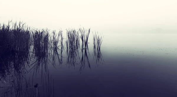 Landschap van een dam met riet in stilstaand water op een mistige ochtend — Stockfoto