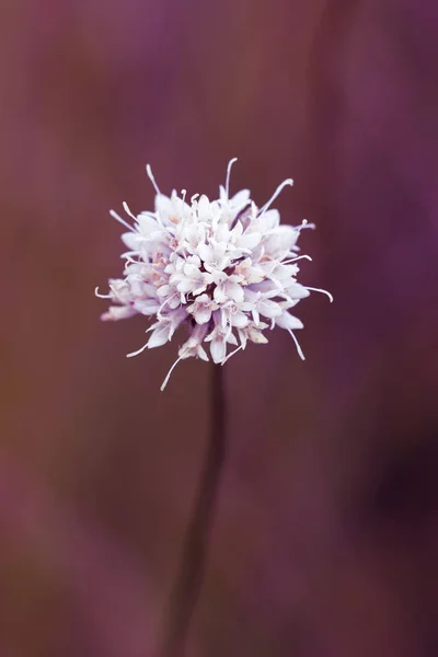 Makro kleiner weißer Wildblumen in der Natur auf künstlerischer Umsetzung — Stockfoto