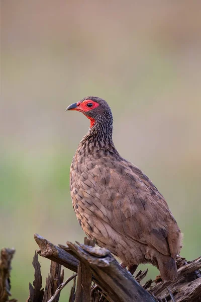 Swainson francolin sitting on low dead tree in the morning — Stock Photo, Image