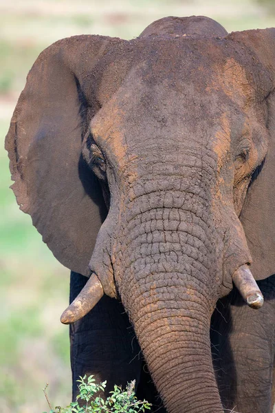 Osamělý obrovský sloní býk kráčející křovím — Stock fotografie