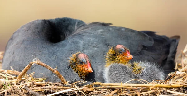 Red Knobbed Coot sitting on a nest with two chicks protecting — Stock Photo, Image