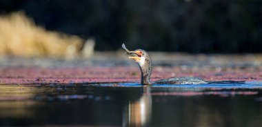 Tek Reed Karabatak bir balık yakalamak bir gölet yutmak için hazır