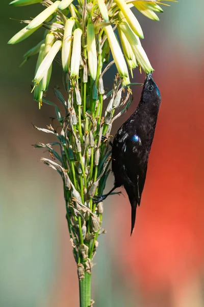 Sugarbird dricker nektar från en blomma i starkt solljus — Stockfoto