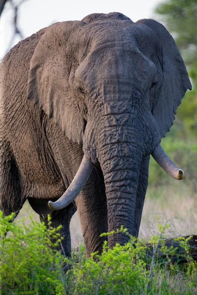 Одинокий слон-бык, идущий сквозь кусты — стоковое фото
