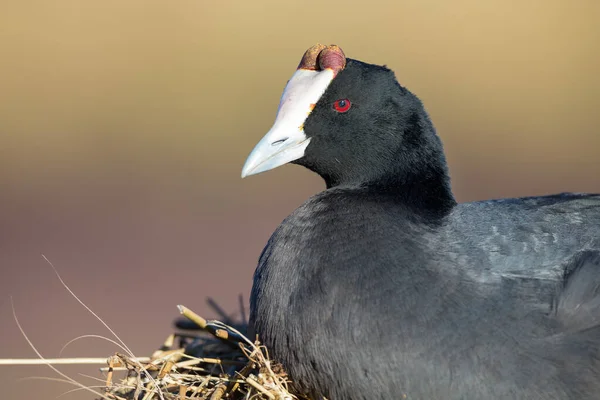 Red Knobbed Coot sitting on a nest to breed and hatch eggs — Stock Photo, Image