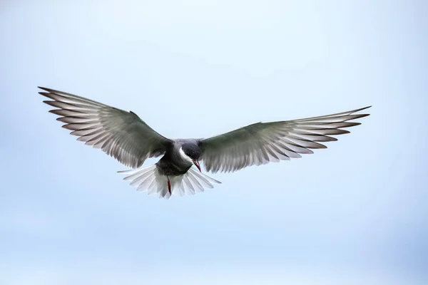 Whiskered tärna i flygning landning på filial med vingar spridning — Stockfoto