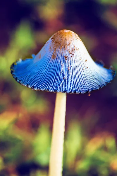 Макро синего гриба в мягком свете утреннего артиста — стоковое фото