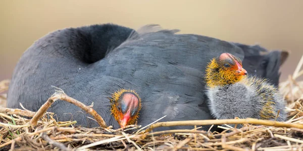 Red Knobbed Coot sitting on a nest with two chicks protecting — Stock Photo, Image