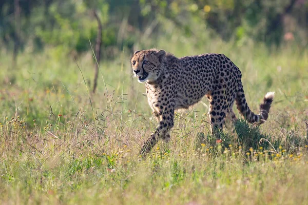 Lone Cheetah stalking sitt byte genom långa gräset i en Veldt — Stockfoto