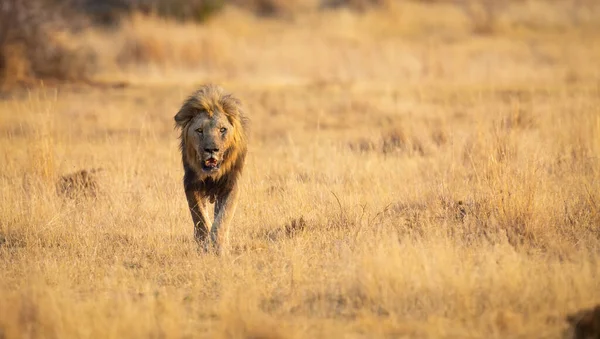 León solitario macho caminando a través de hierba marrón seca caza de comida —  Fotos de Stock