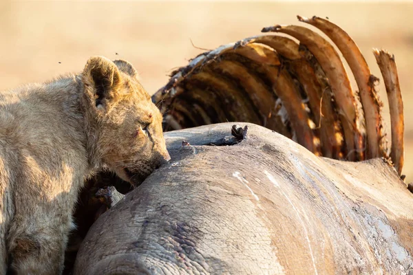 Enojada y hambrienta leona se alimenta del cadáver de rinoceronte muerto — Foto de Stock