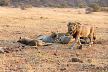 Koca erkek aslan, bir bozkırda yaşayan sürüsünün yanından geçiyor.