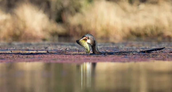 Single Reed Cormorant catch a fish a pond ready to swallow — Stock Photo, Image
