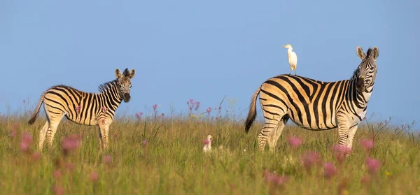 Zebra cavalla e puledro camminando via su un crinale con una garzetta — Foto Stock