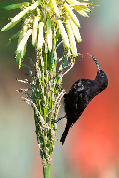 Sugarbird dricker nektar från en blomma i starkt solljus — Stockfoto