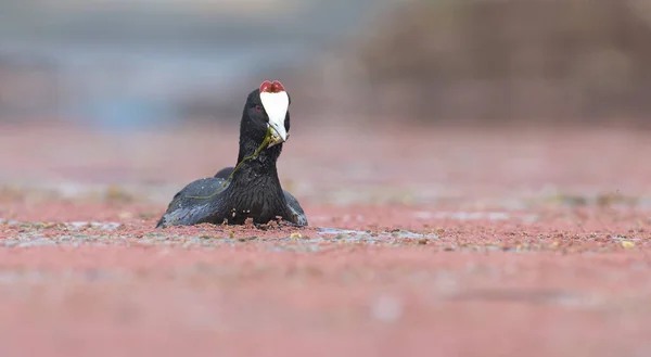 One Red Knobbed Coot bringing a small fish for chicks at its nes — Stock Photo, Image
