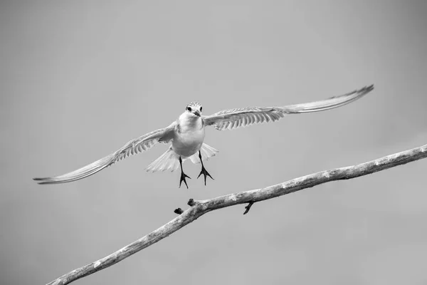 Whiskered tern in flight on cloudy day with spread wings artisti — Stock Photo, Image