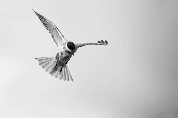 Whiskered tern in flight on cloudy day with spread wings artisti — Stock Photo, Image