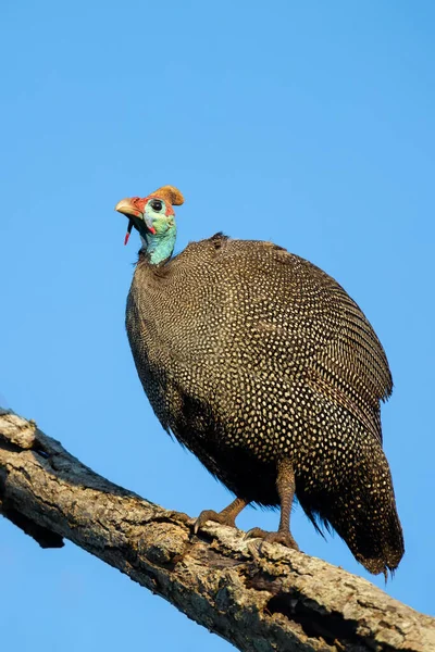 Large Guineafowl sitting high up in a dead tree with bright blue — Stock Photo, Image