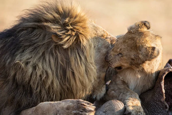 Lion male with a huge mane play with his cub on a carcass — Stock Photo, Image