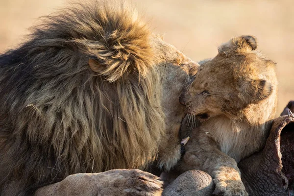 Leone maschio con un enorme criniera giocare con il suo cucciolo su una carcassa — Foto Stock