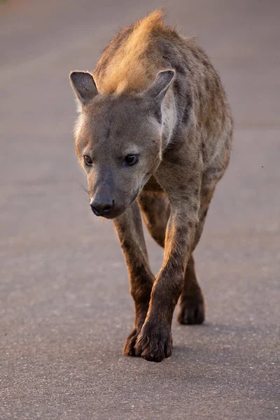 Lone Hyena retrato andando ao longo de uma estrada à procura de presas — Fotografia de Stock