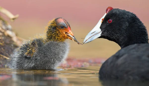 Red-Knobbed sothöna chick matas små fiskar av mor för att få k — Stockfoto