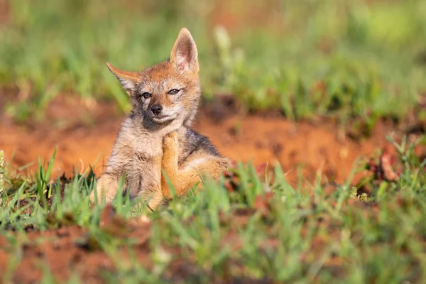 Lone Black Backed Jackal pup standing in short green grass to ex — Stock Photo, Image