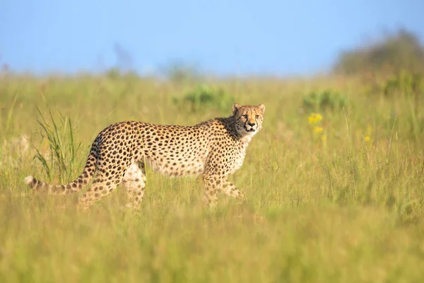 孤独的猎豹通过天鹅绒的长草跟踪猎物 — 图库照片
