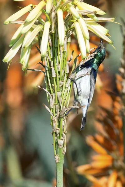 White-bellied sunbird sitting on an aloe with orange flowers in — Stock Photo, Image
