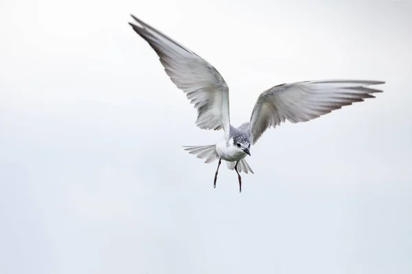 Rybák v letu na zatažený den s roztačovanou křídlama — Stock fotografie