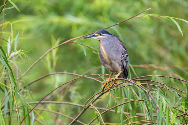 Single Green-backed Heron sitting on hanging branches — Stock Photo, Image
