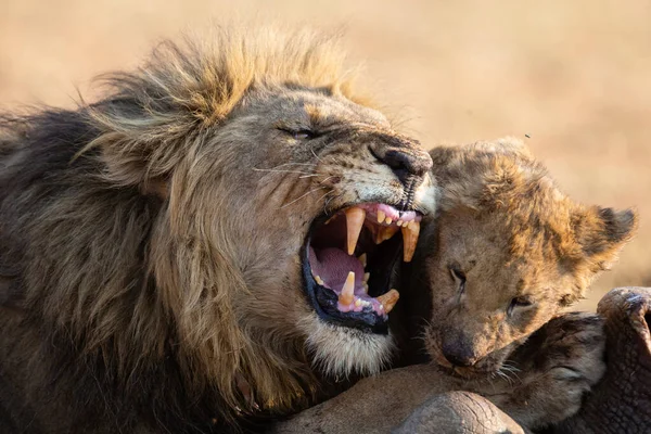 Лев мужчина с огромной гривой играть со своим детенышем на тушу — стоковое фото